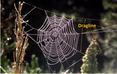 Seevix dragline spidersilk image